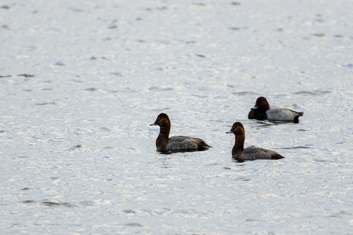 Common Pochard - ML535694441