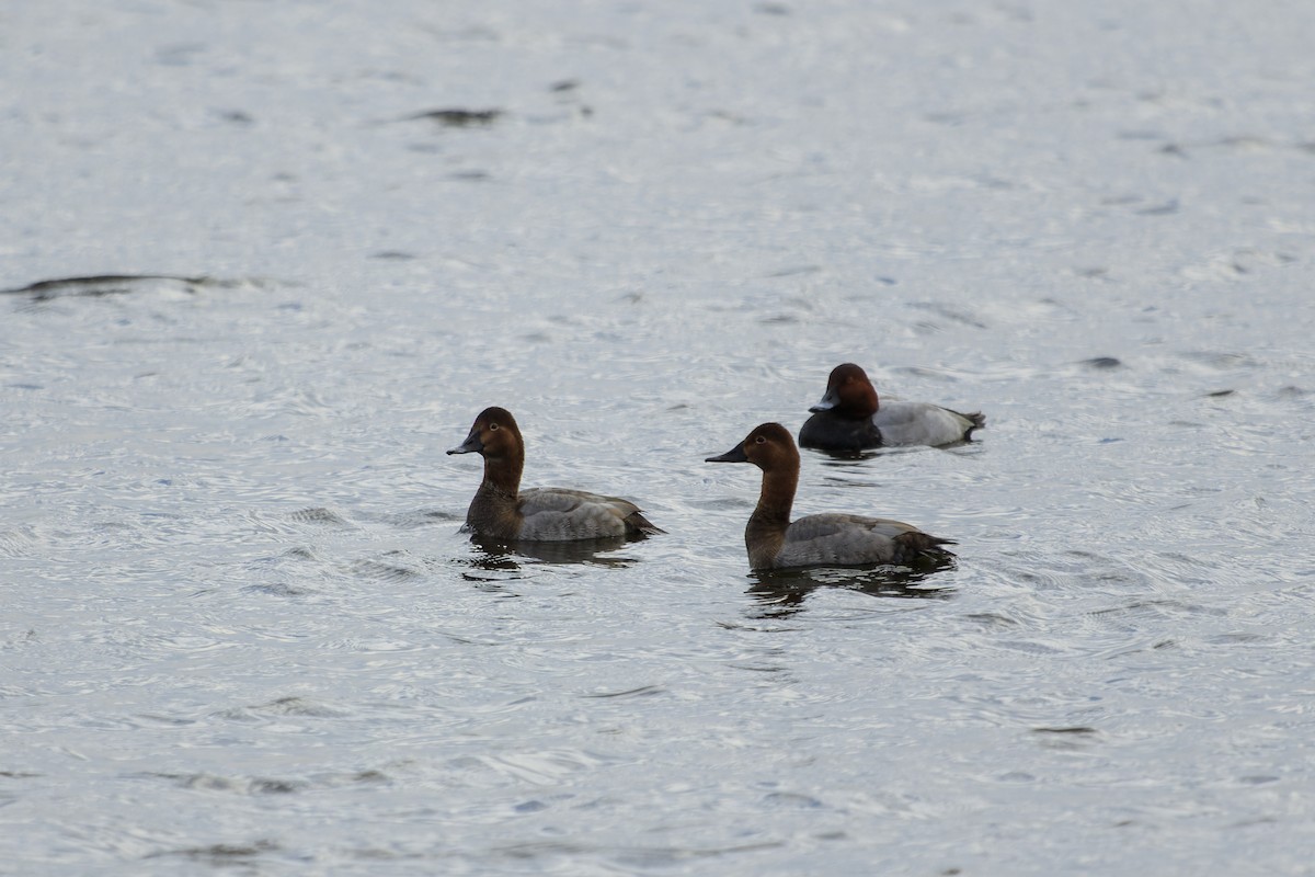 Common Pochard - ML535694451