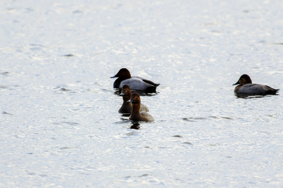 Common Pochard - ML535694461