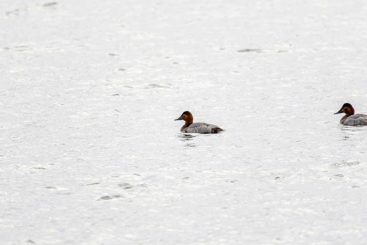 Common Pochard - ML535694481