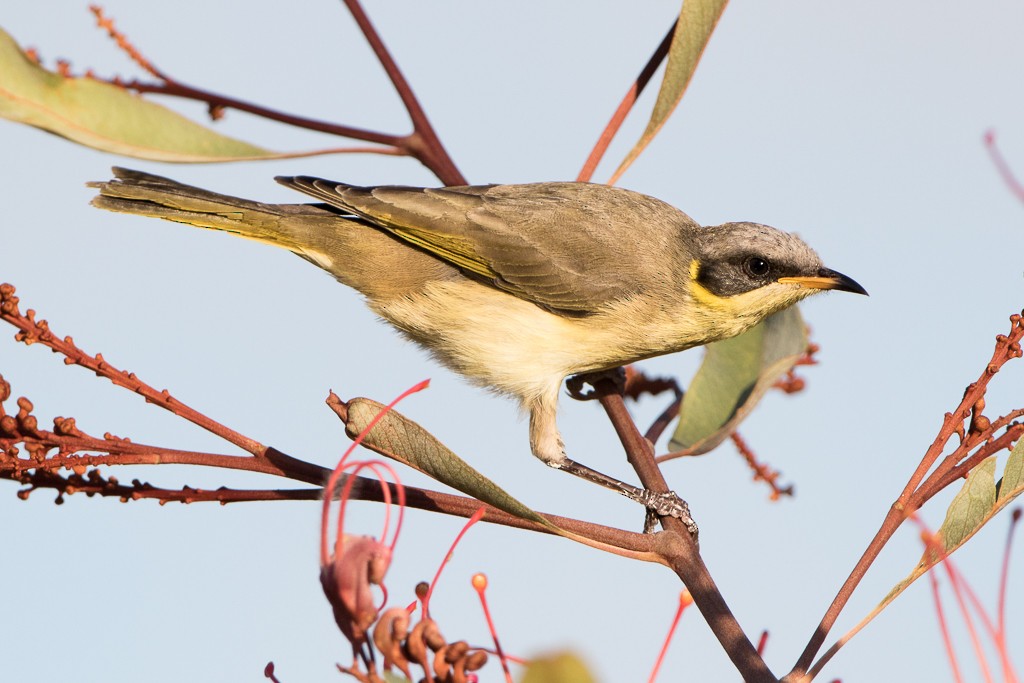 Gray-headed Honeyeater - ML53569591