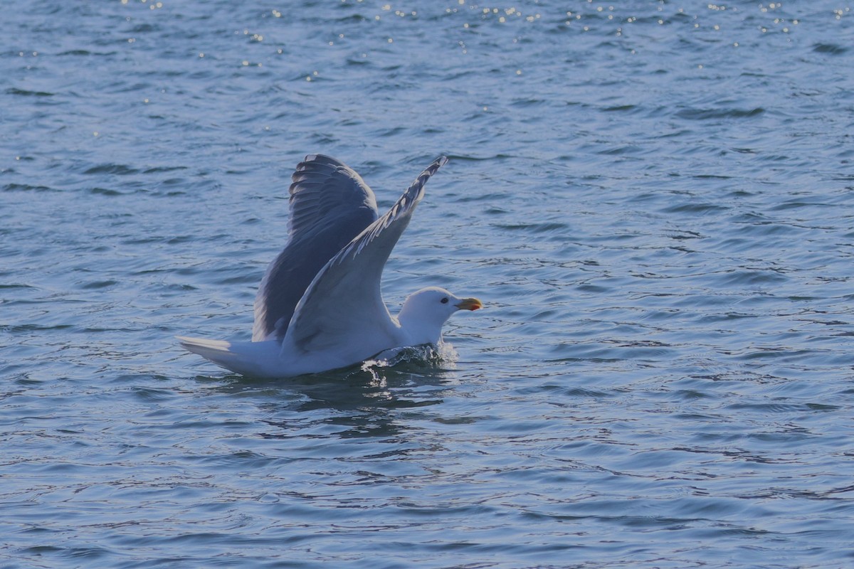 Glaucous-winged x Slaty-backed Gull (hybrid) - ML535698581