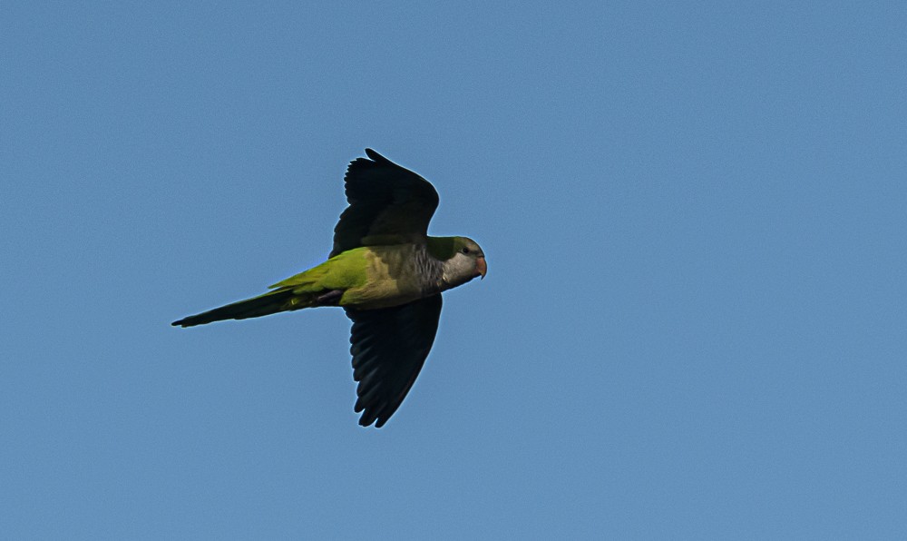 Monk Parakeet - ML535698611