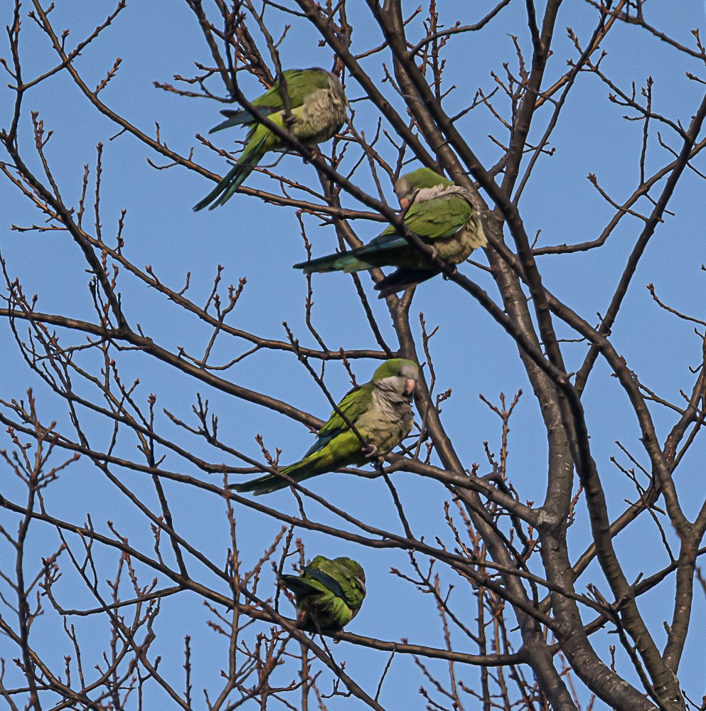 Monk Parakeet - ML535698621