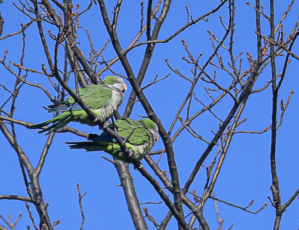 Monk Parakeet - ML535698631