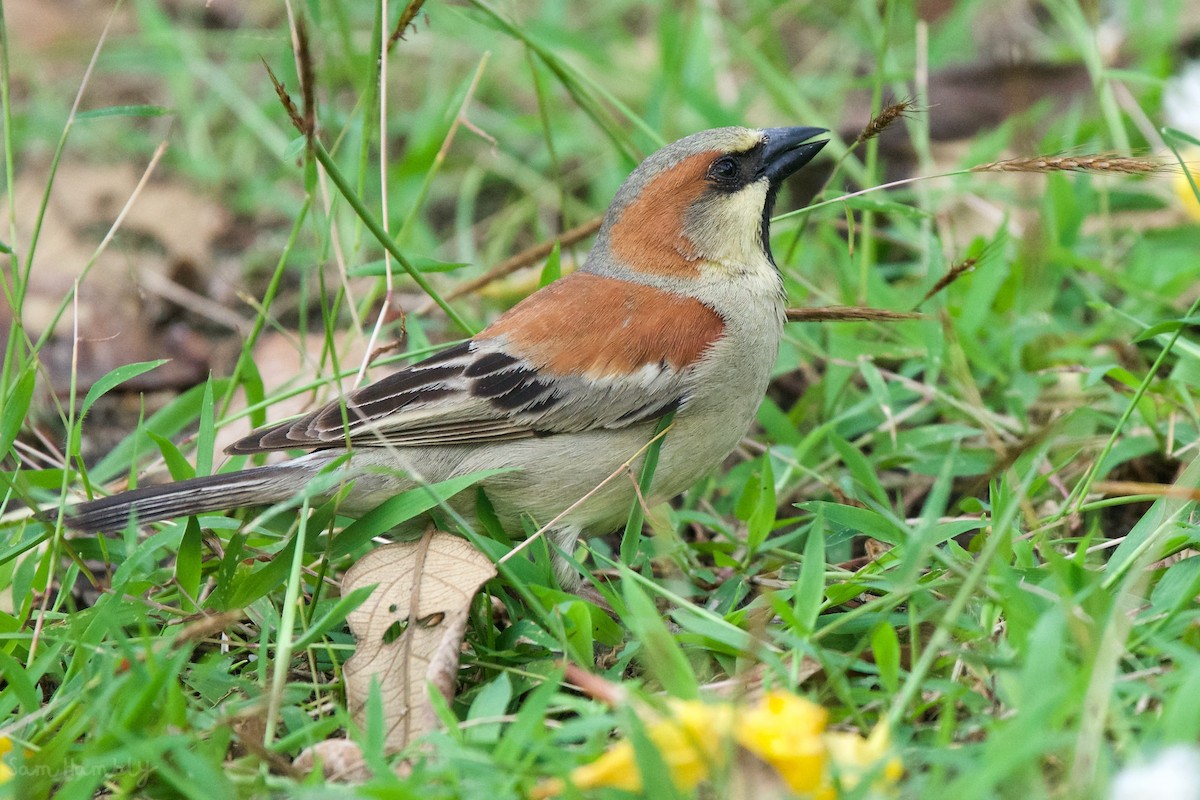 Plain-backed Sparrow - ML535699031