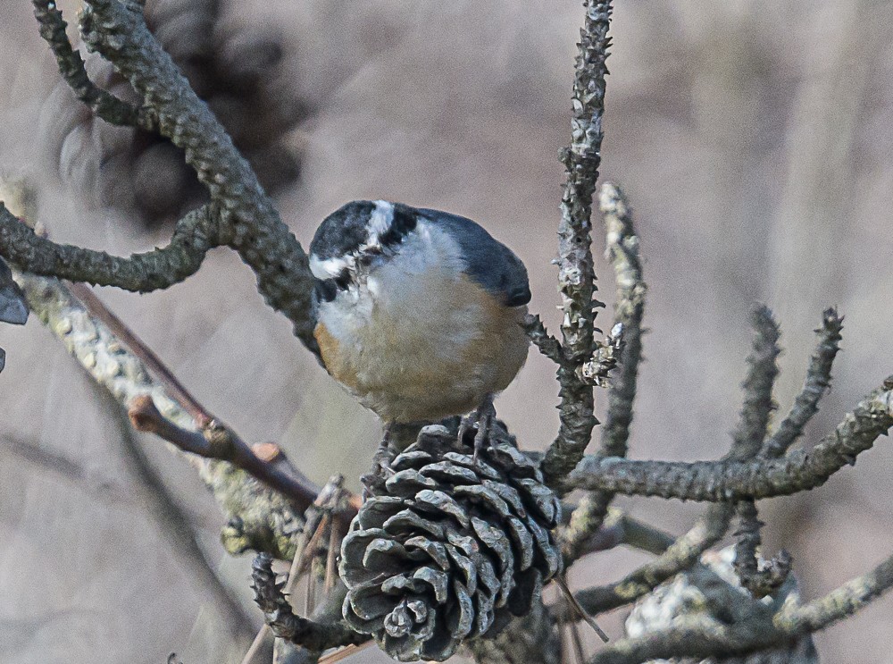 Red-breasted Nuthatch - ML535699121