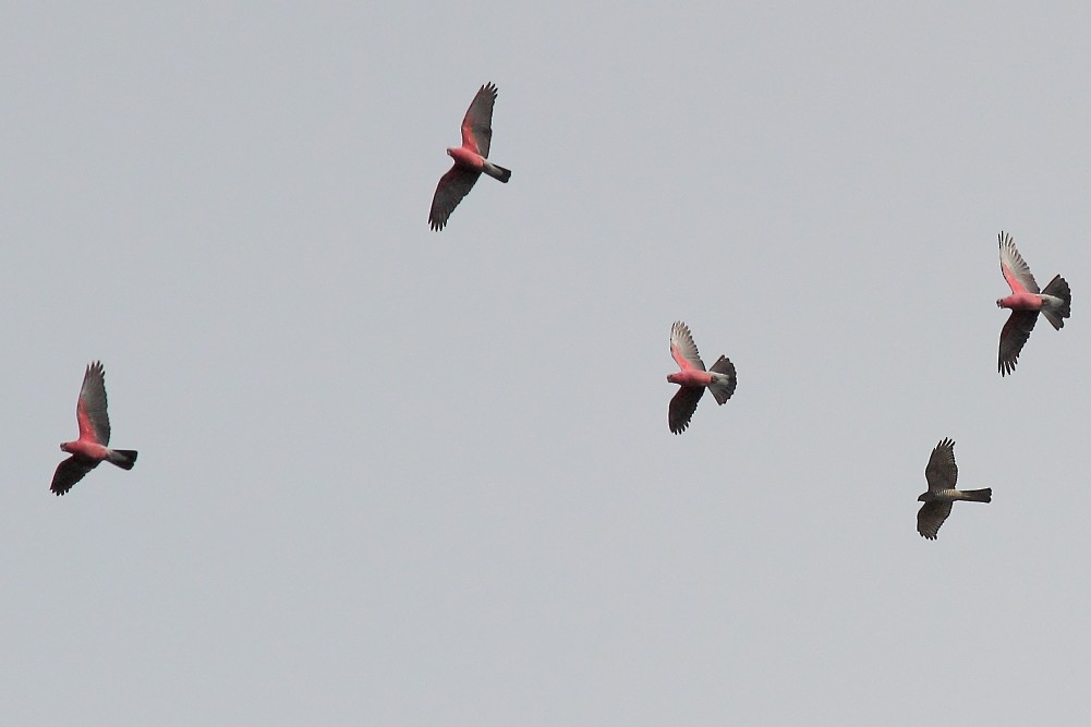 Cacatúa Galah - ML535699201