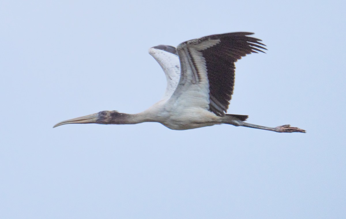 Wood Stork - ML535699651