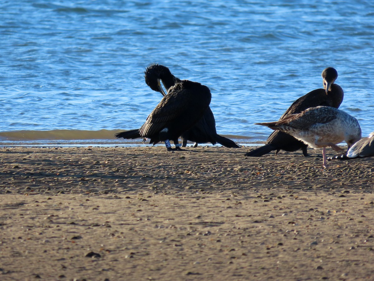 Great Cormorant - ML535700311