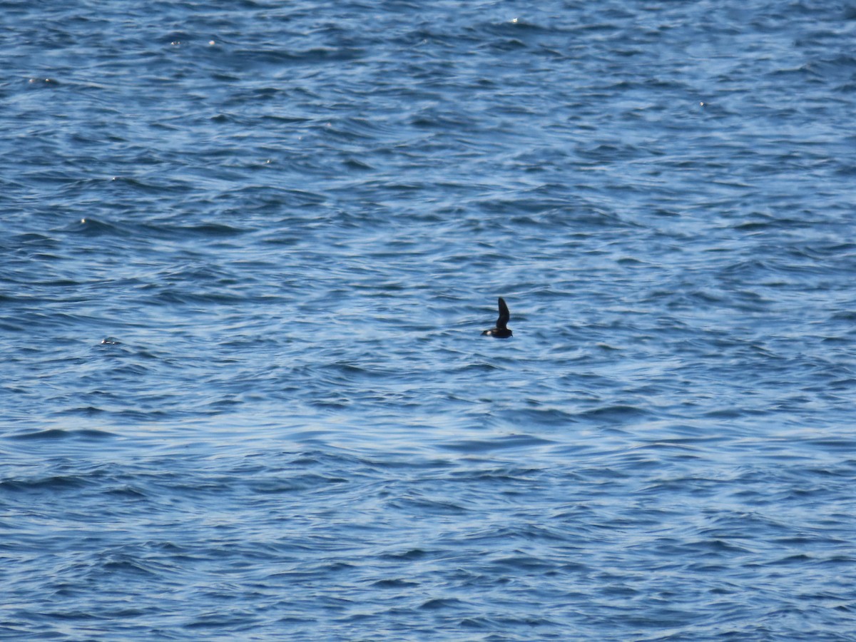 European Storm-Petrel - ML535700511