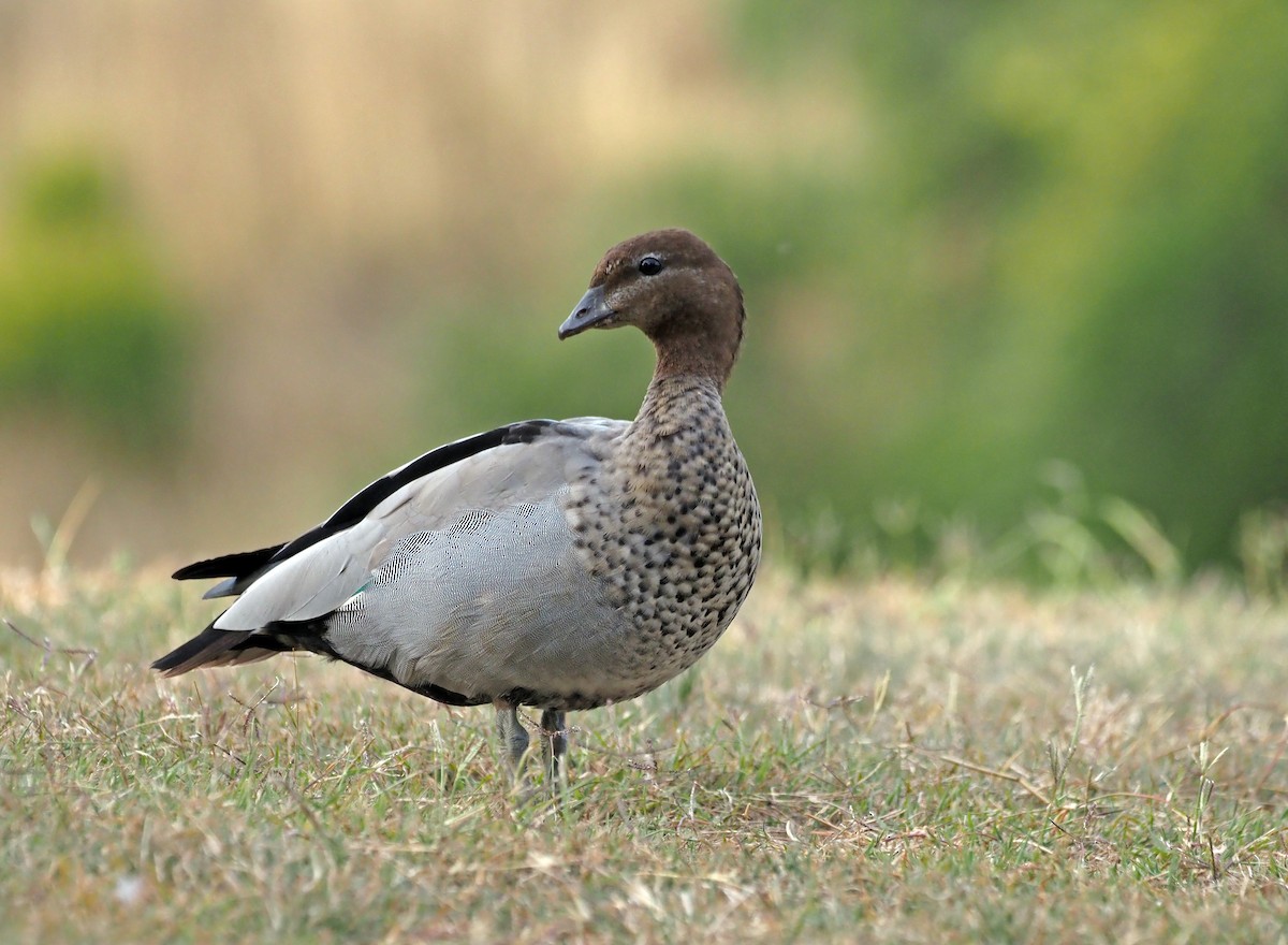 Maned Duck - ML535700541