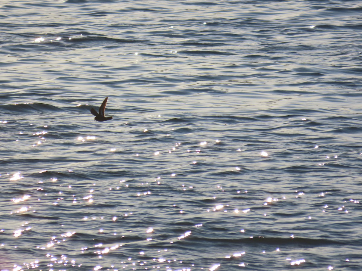 European Storm-Petrel - ML535700591