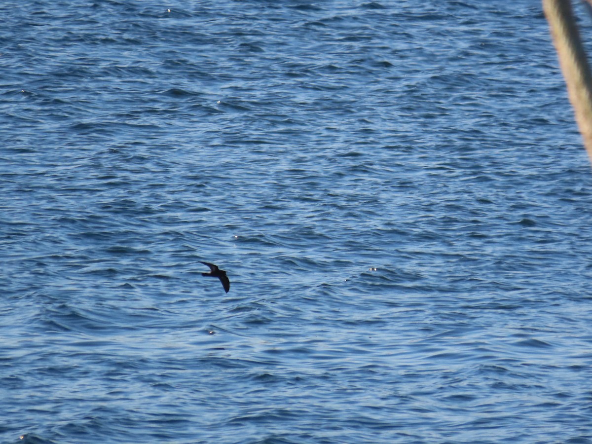 European Storm-Petrel - ML535700601