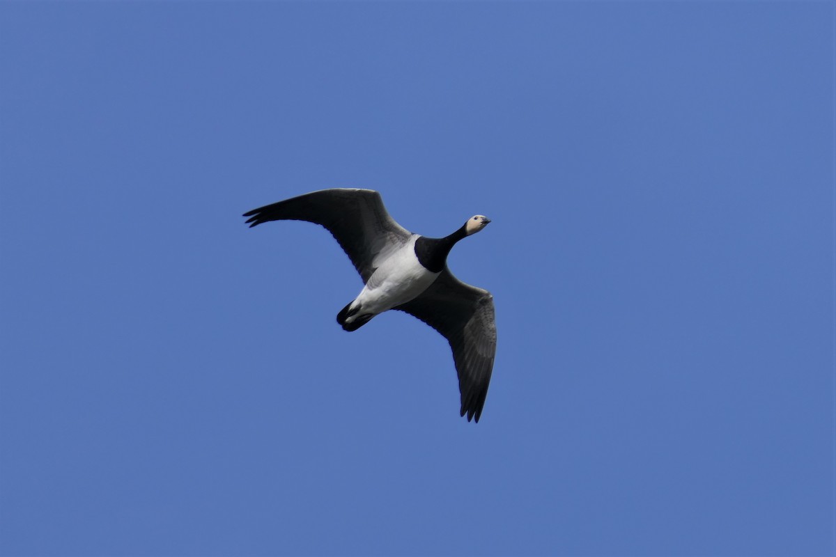 Barnacle Goose - ML535700611