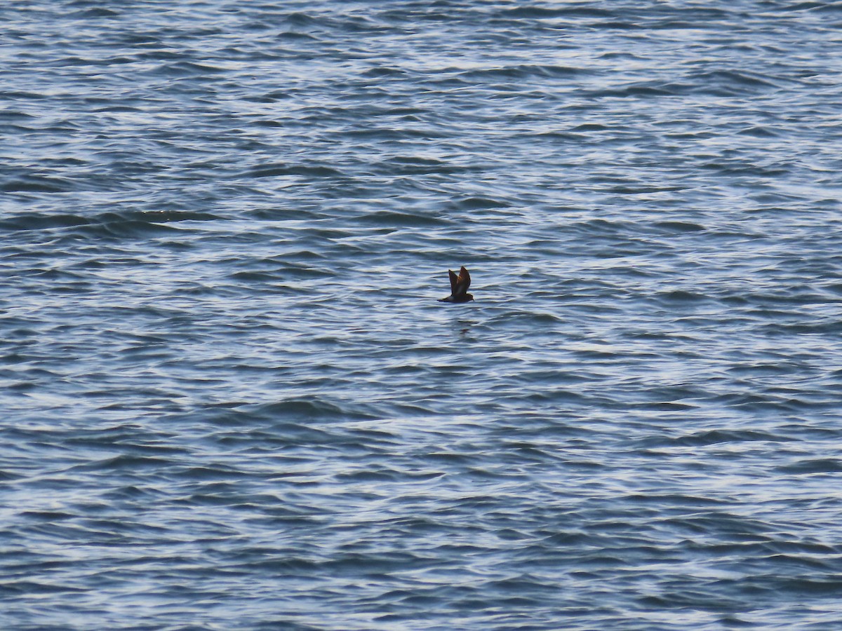 European Storm-Petrel - ML535700801