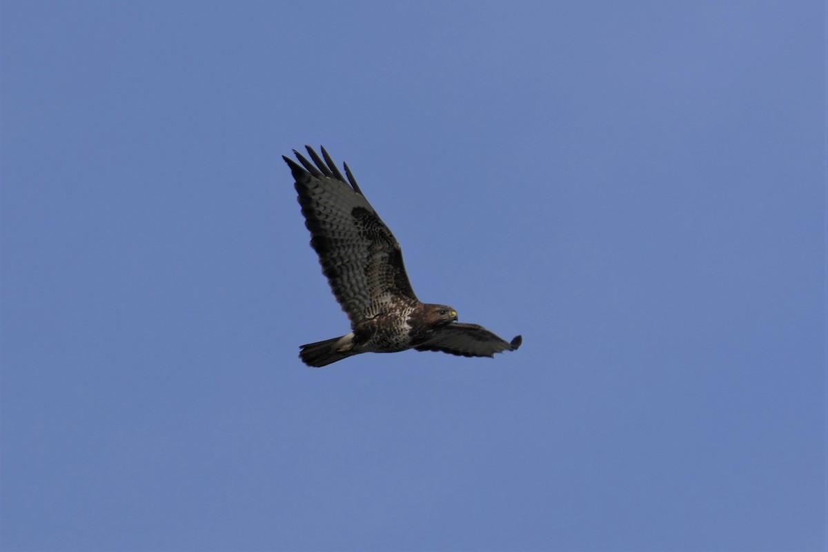 Common Buzzard - ML535700931