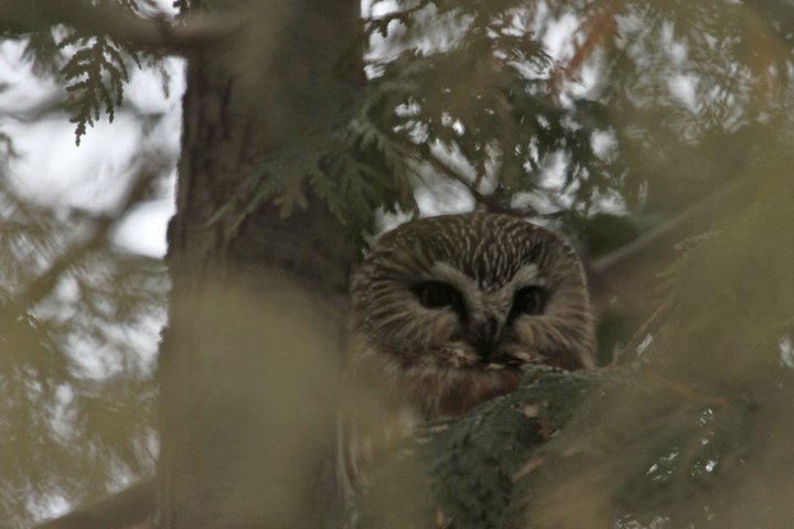 Northern Saw-whet Owl - ML53570101