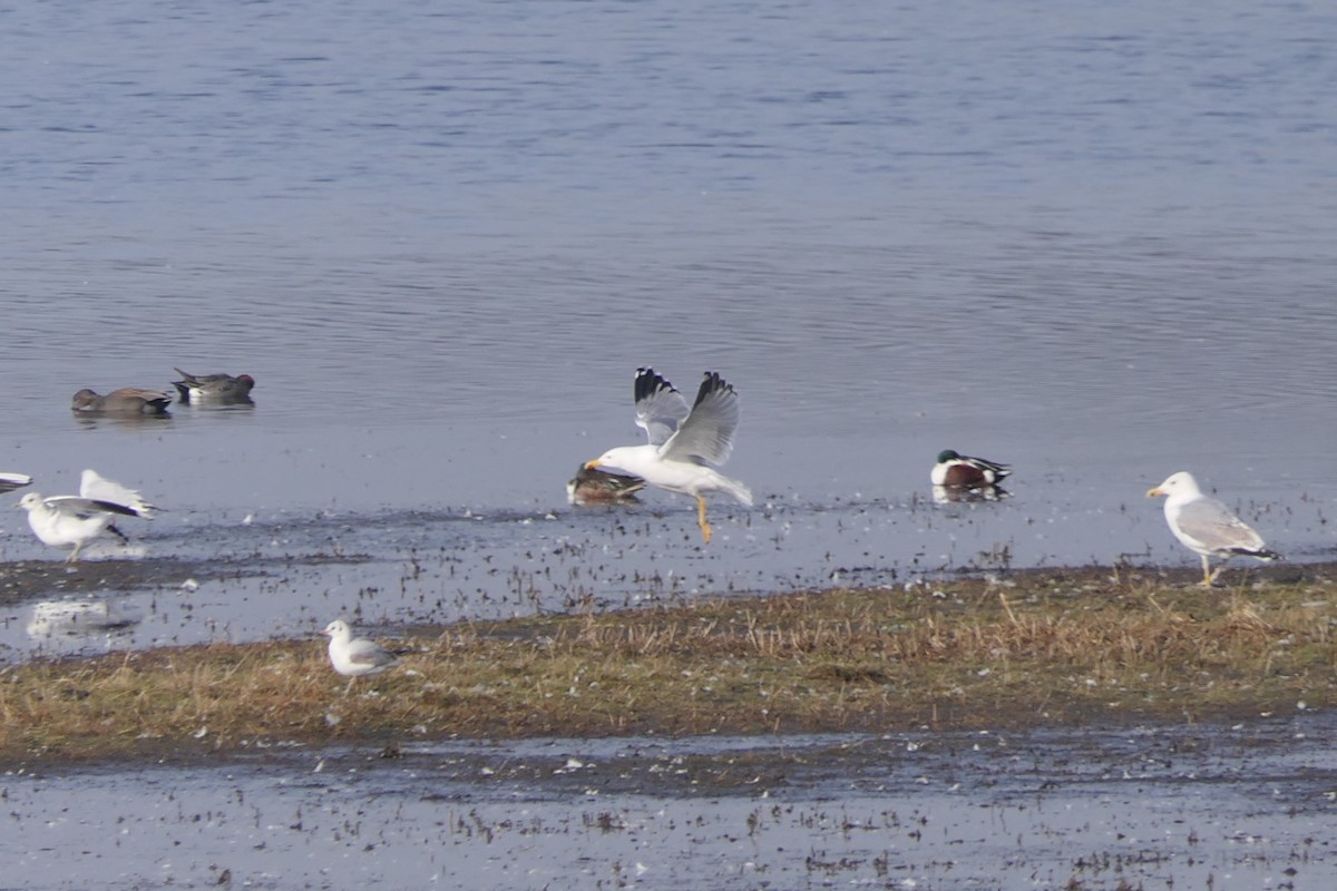 Yellow-legged Gull - ML535701121