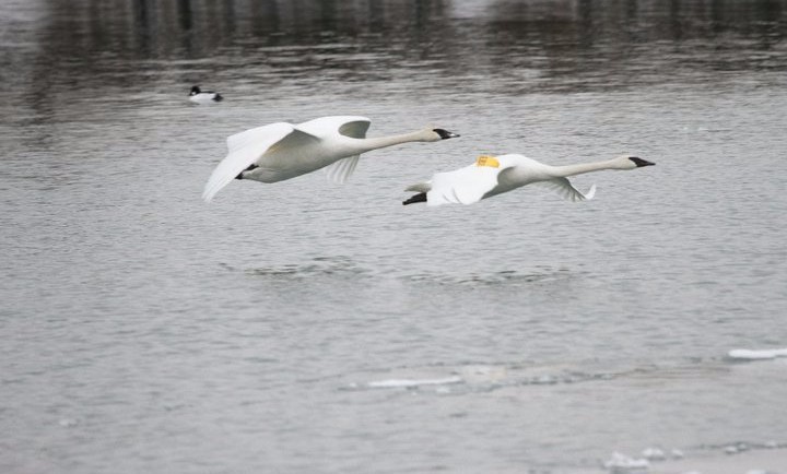 Trumpeter Swan - ML53570151