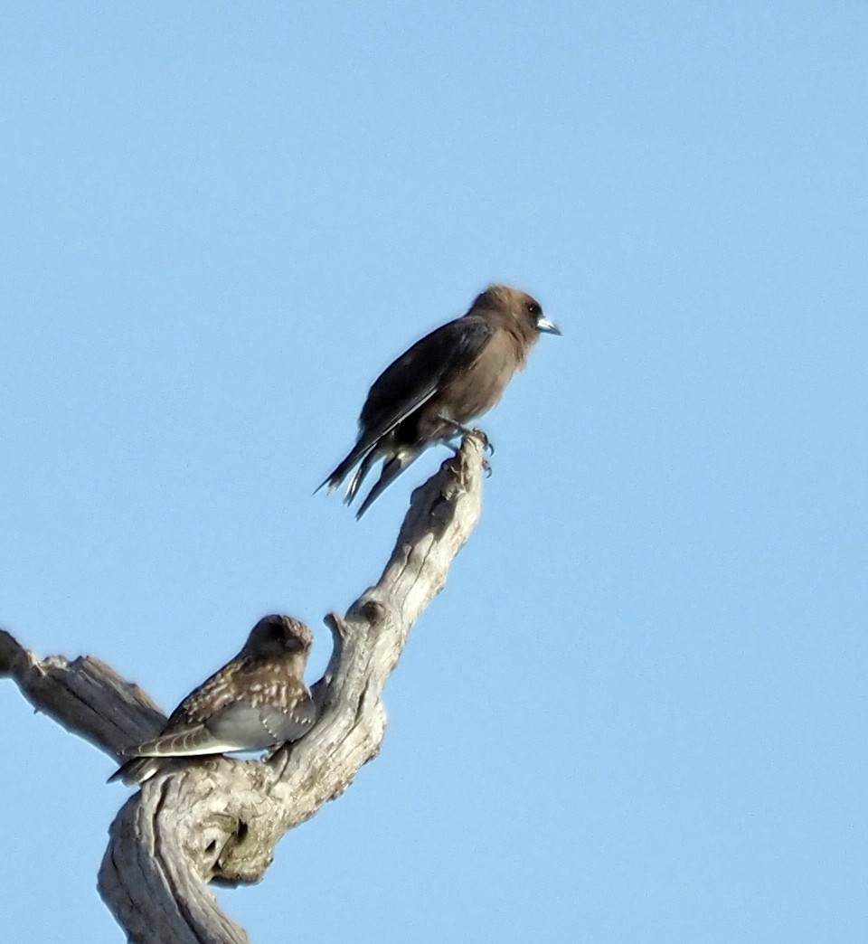 Dusky Woodswallow - ML535701791