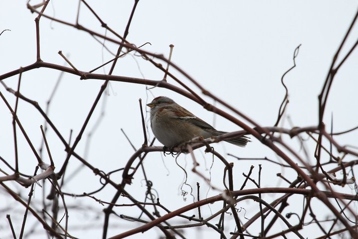 American Tree Sparrow - ML53570181