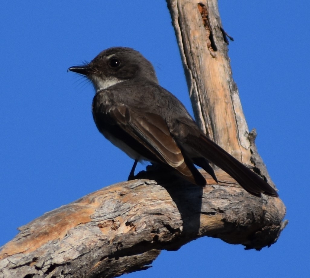 Northern Fantail (Northern) - ML535703931