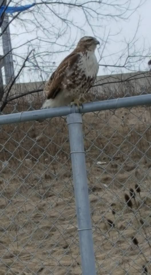 Red-tailed Hawk - ML53570431