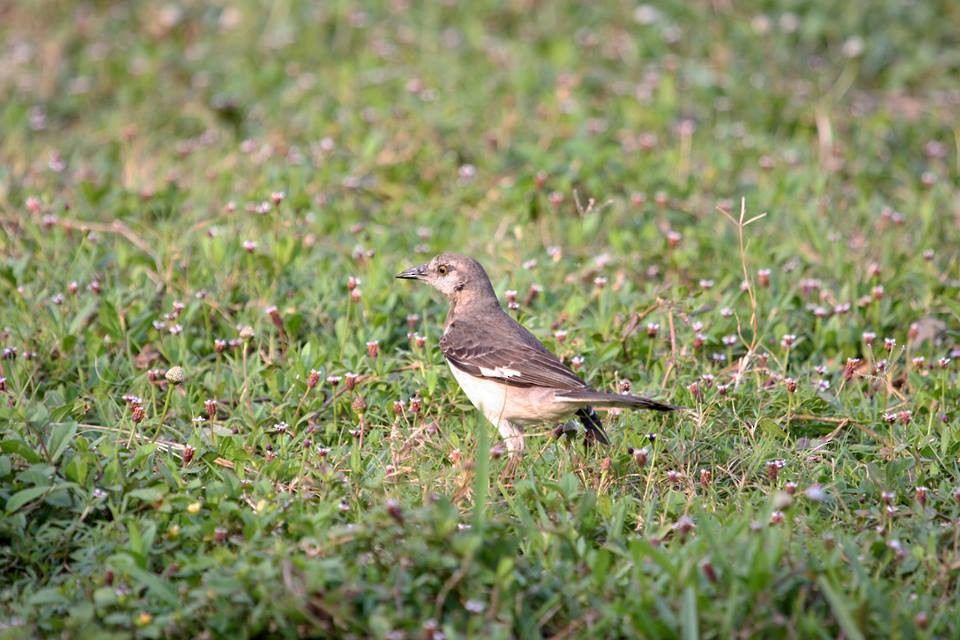 Northern Mockingbird - ML53570491