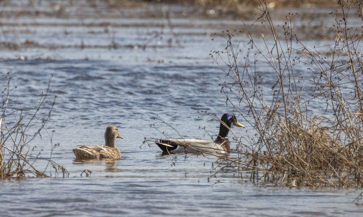 Mallard - ML535705531