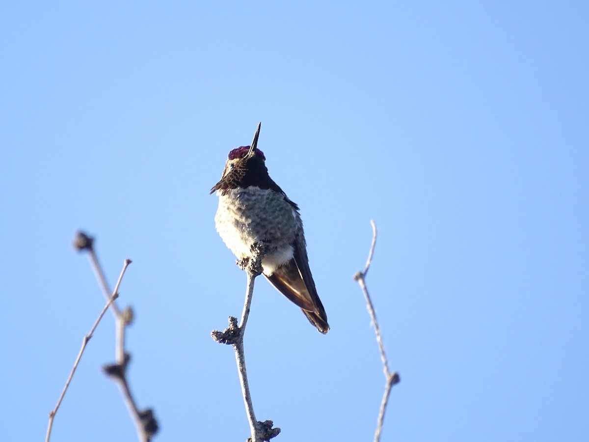 Costa's Hummingbird - ML535705591