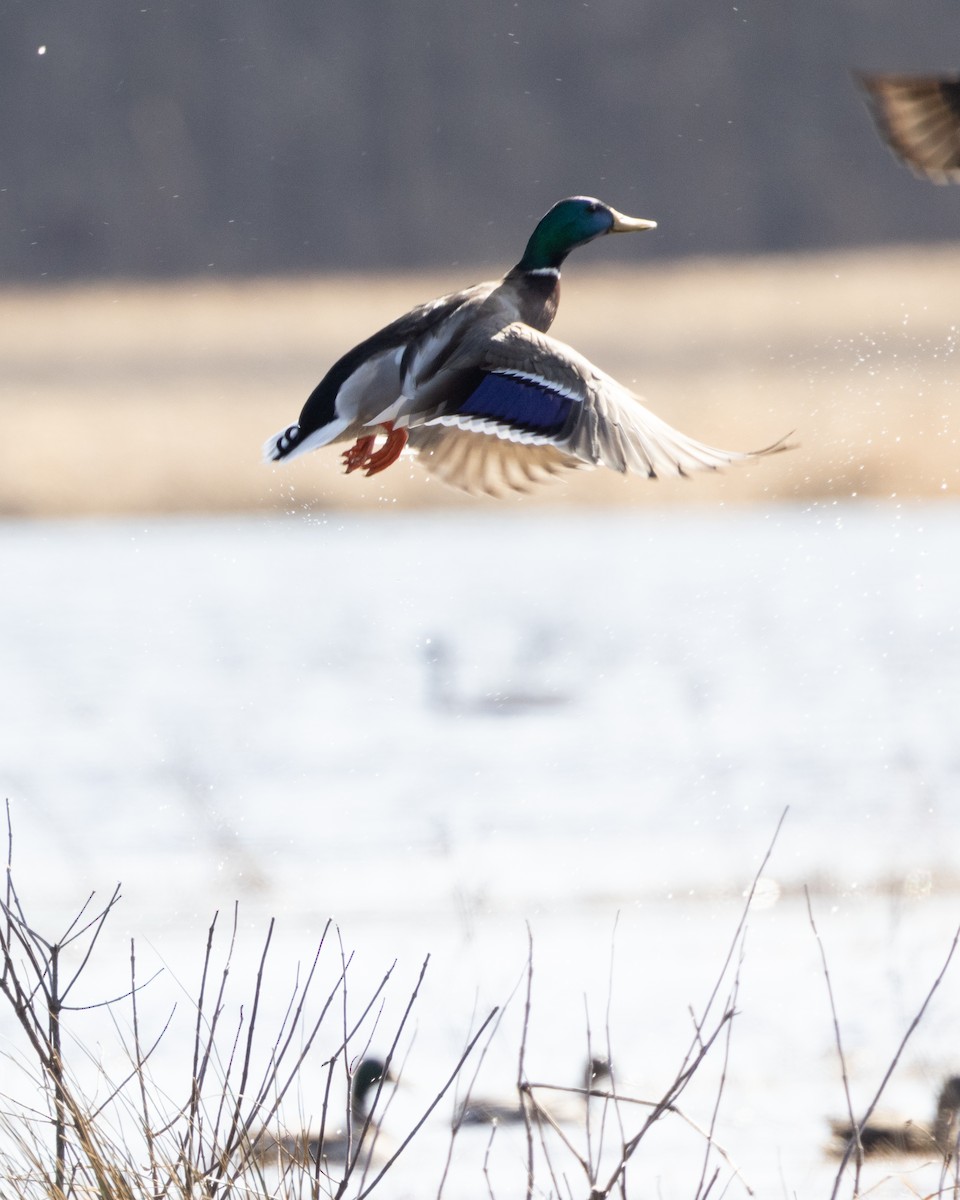 Mallard - ML535706301