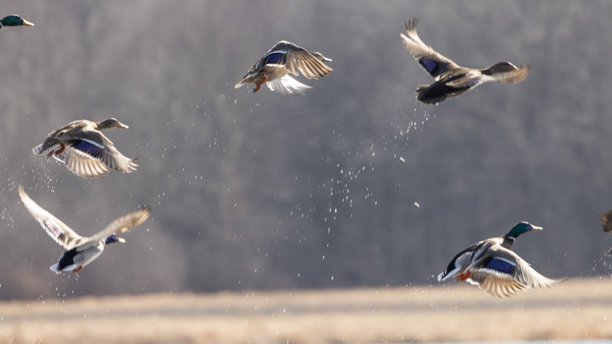 American Black Duck - ML535706491