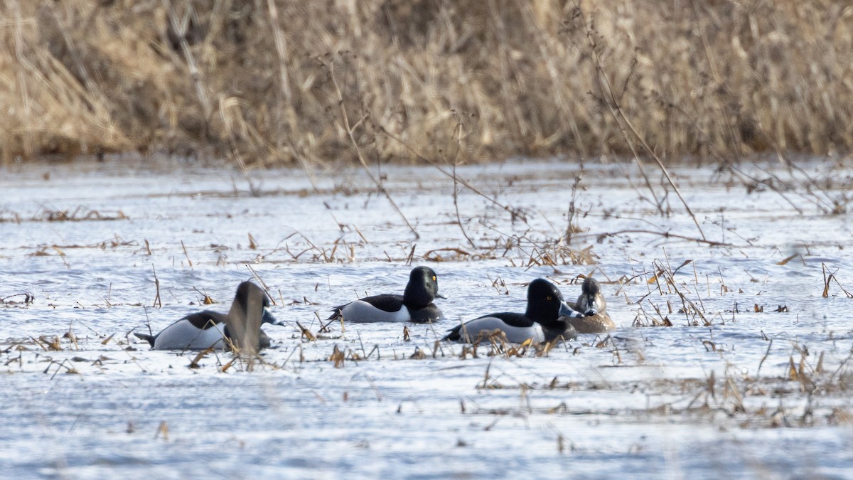Ring-necked Duck - ML535706951