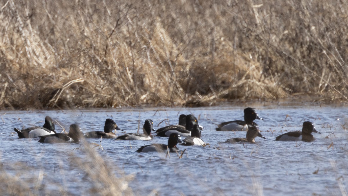 Ring-necked Duck - ML535706961