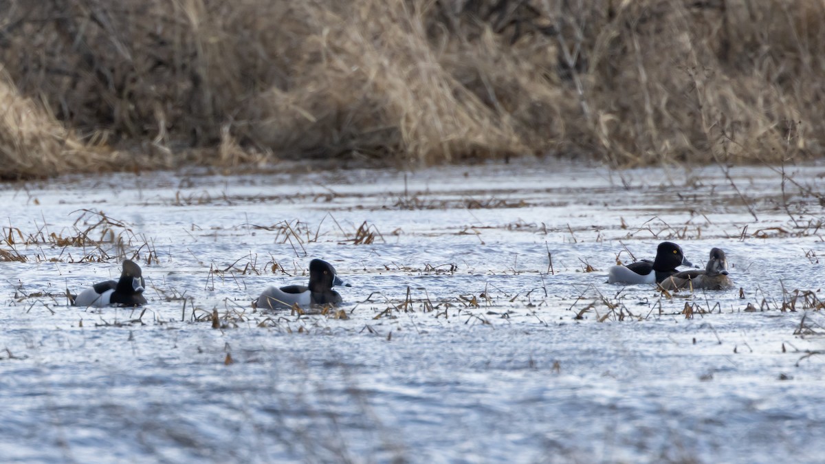 Ring-necked Duck - ML535706971