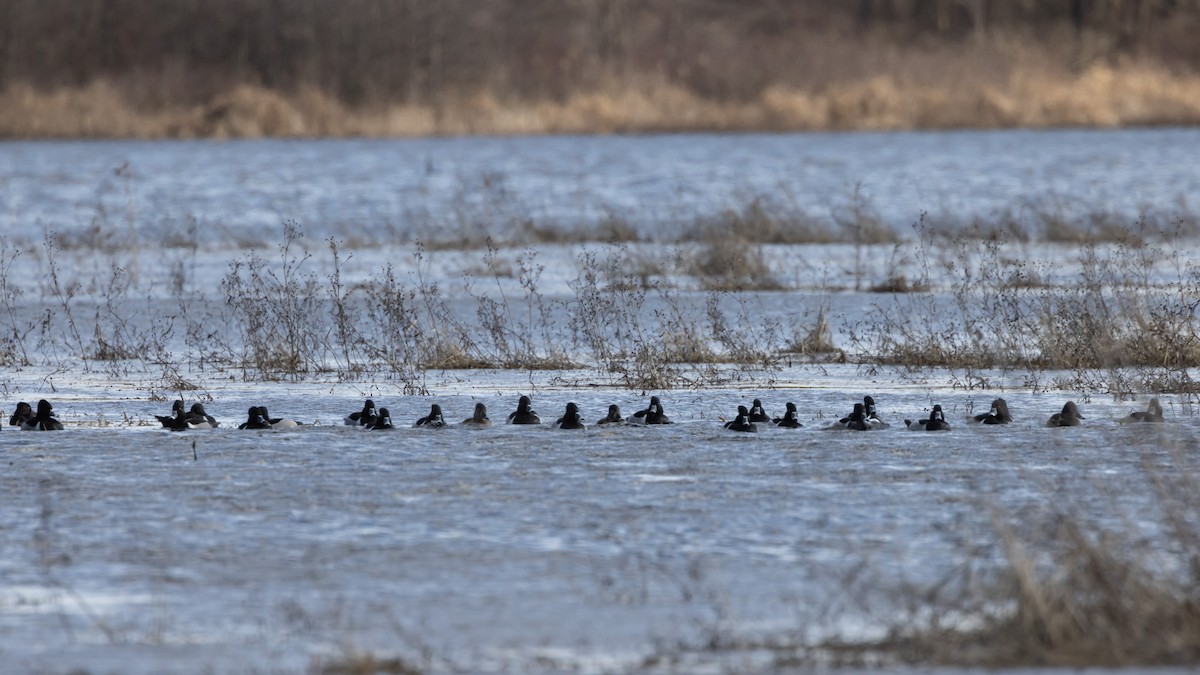 Ring-necked Duck - ML535707141