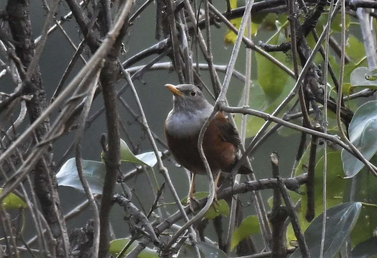 Chestnut Thrush - ML535707181