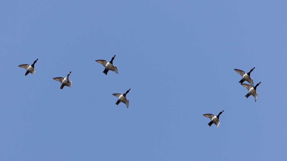 Ring-necked Duck - ML535707911
