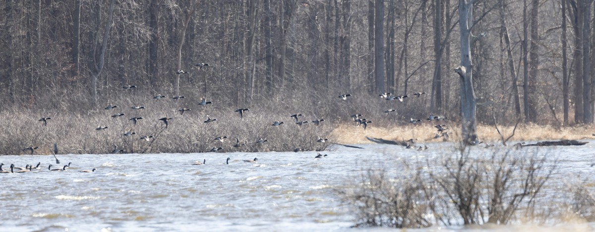 Ring-necked Duck - ML535707921