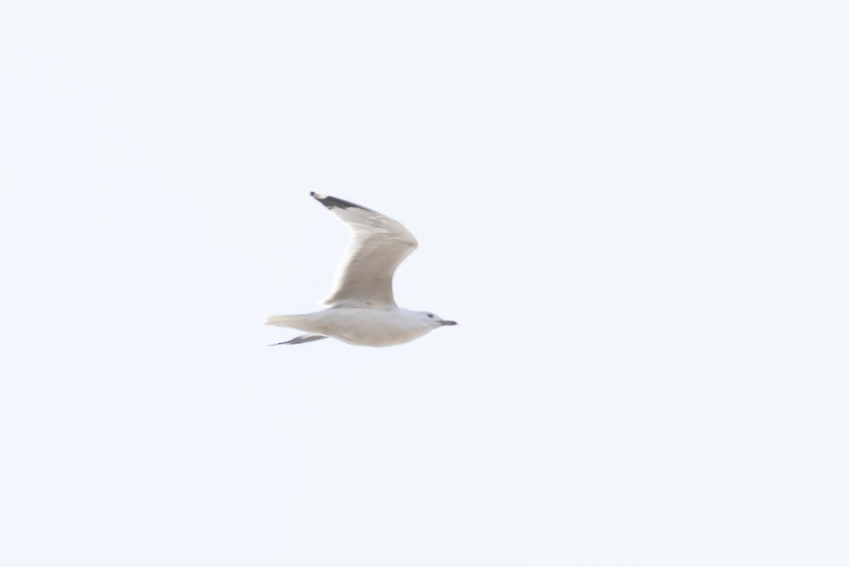 Ring-billed Gull - ML535708031
