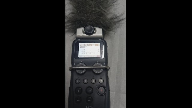 Ninoxe hirsute - ML535708381