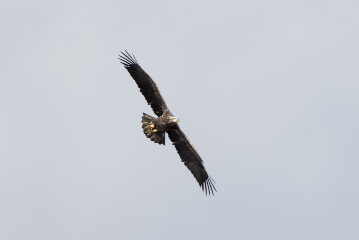 Bald Eagle - ML535708501