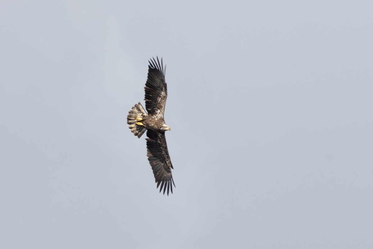 Bald Eagle - ML535708511