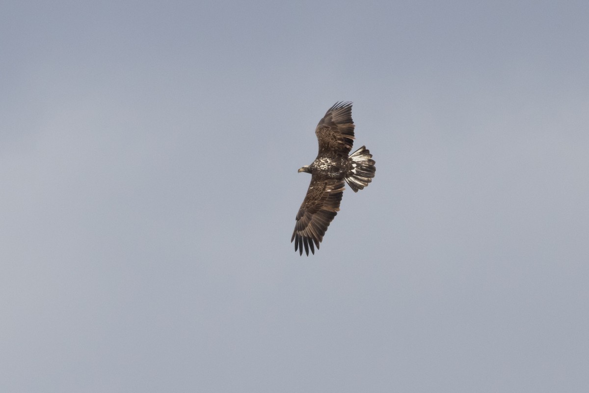 Bald Eagle - ML535708521