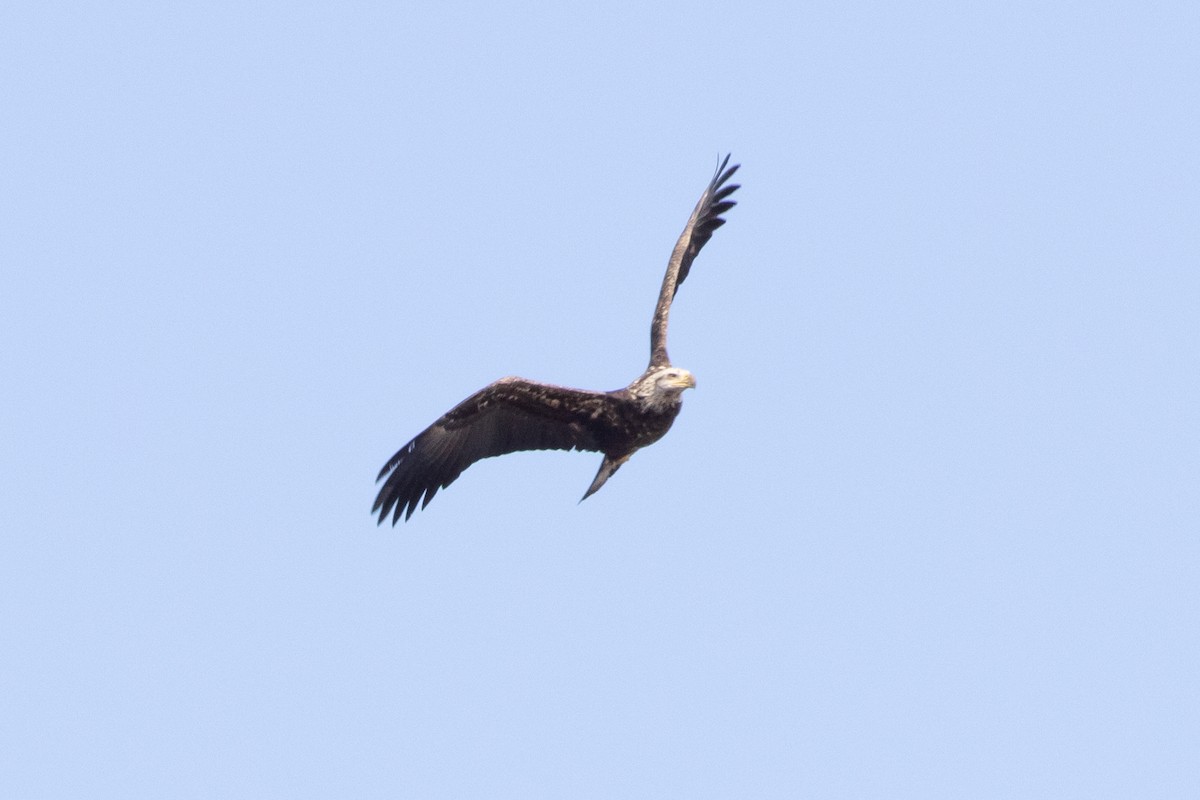 Bald Eagle - ML535708571