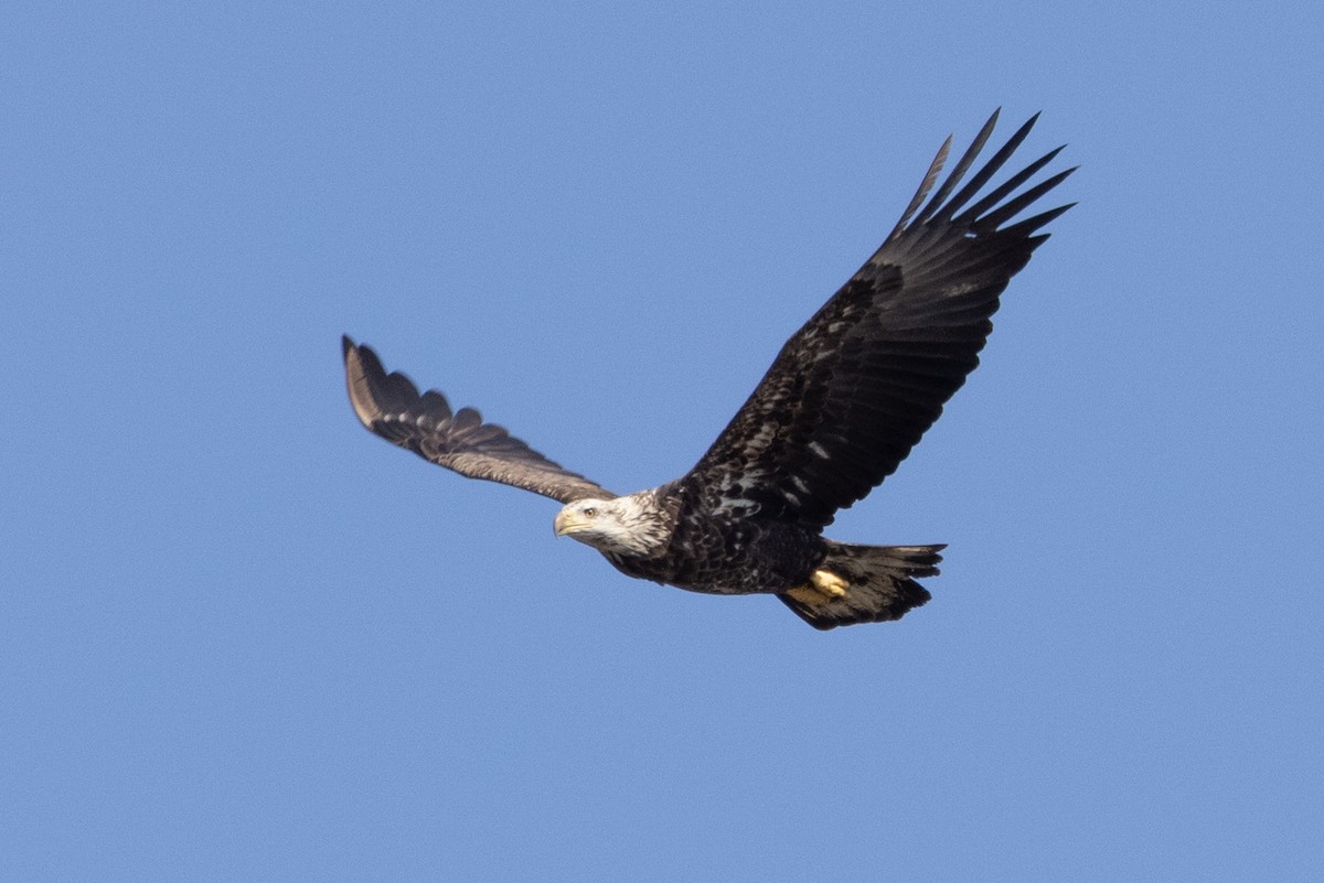 Bald Eagle - ML535708581