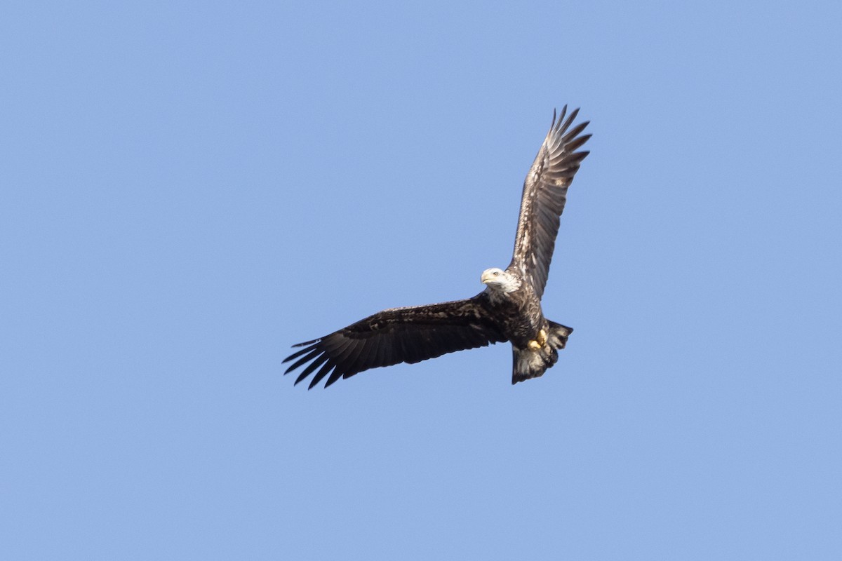 Bald Eagle - ML535708591