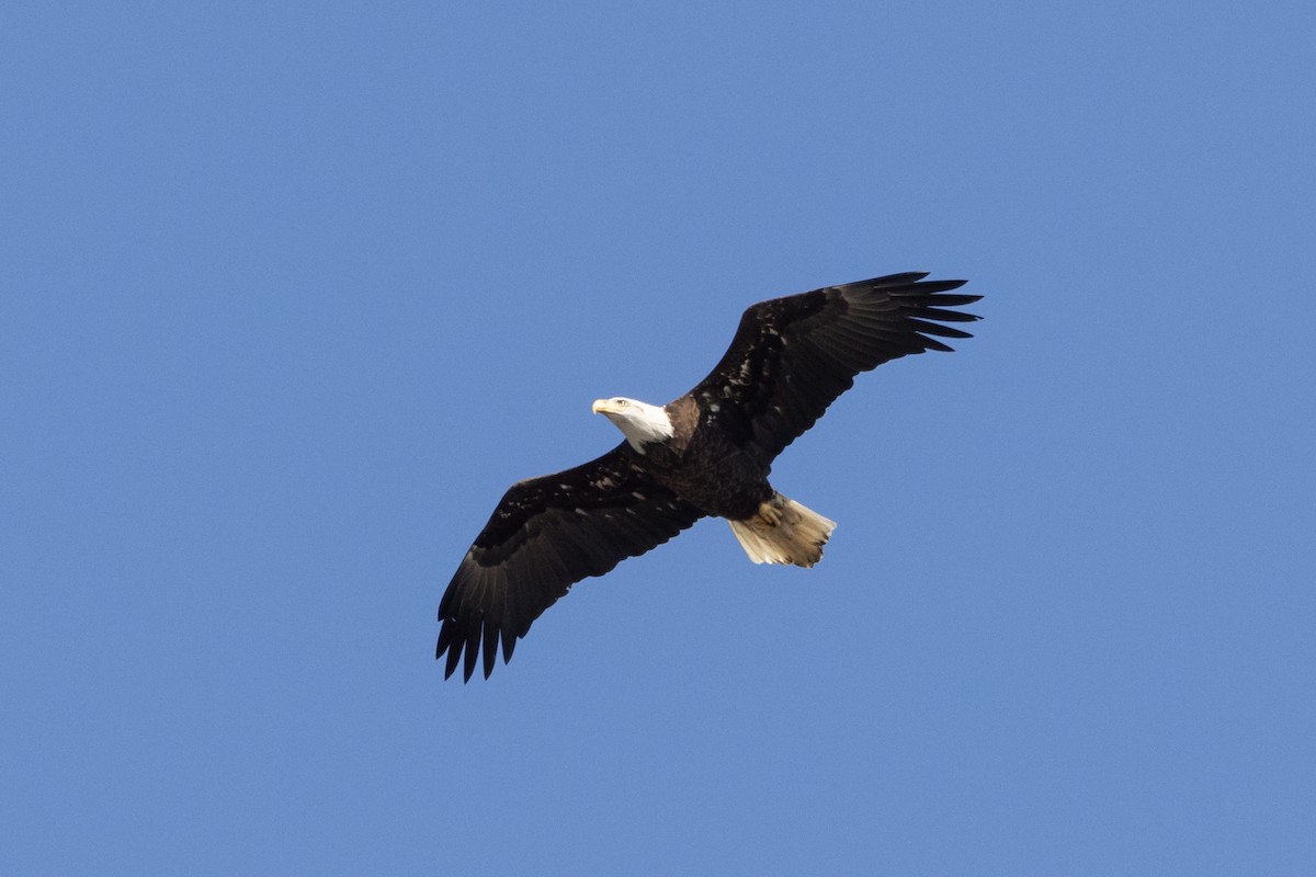 Bald Eagle - ML535708621