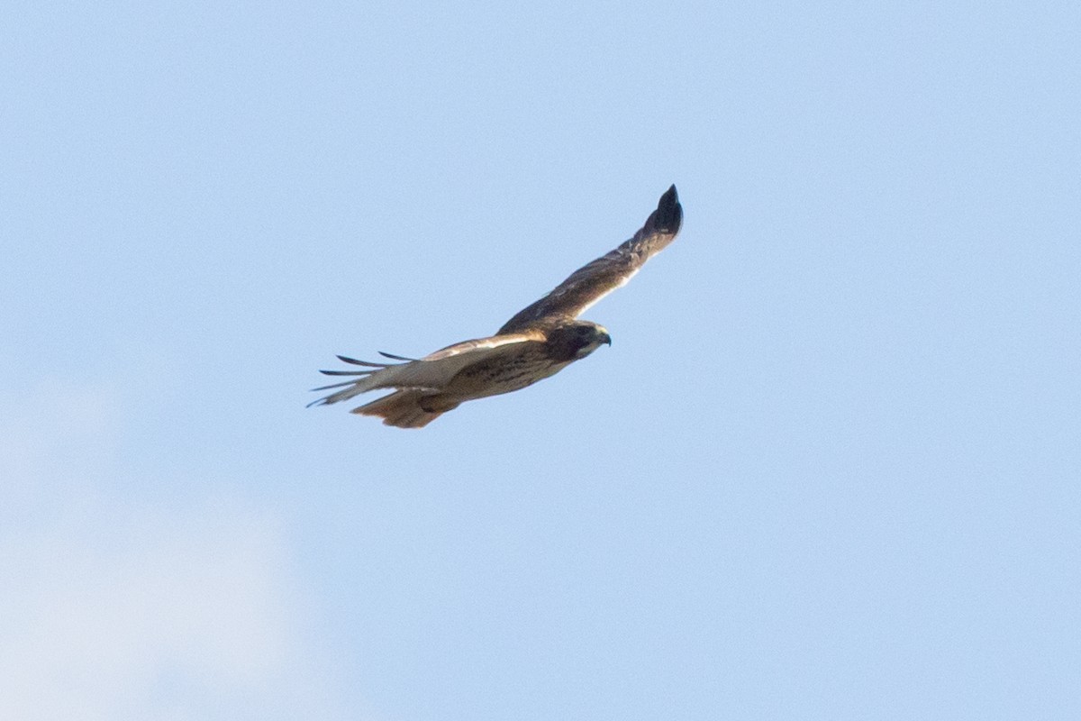 Red-tailed Hawk - ML535708651
